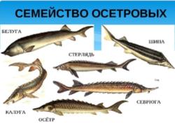 Курс на восстановление популяции осетров: В реку Нарва будет выпущено 5000 мальков
