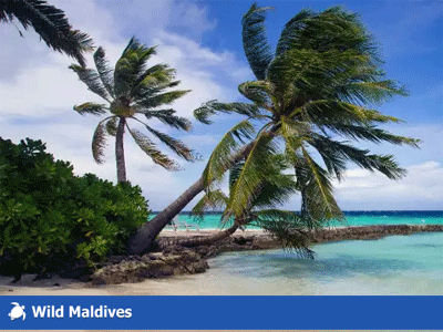 Wild Maldives приглашает волонтёров для работы и отдыха на Мальдивских островах
