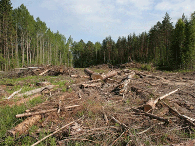 Эстонские экологи отмечают существенный рост вырубки государственных лесов страны.