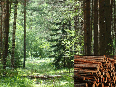 Экологи бьют тревогу: В Эстонии за 20 лет вырублено более трети тёмнохвойного леса.