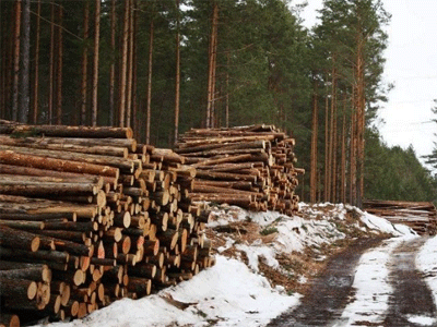 Плюс 19%: Экспорт древесины из Эстонии в начале 2017 года достиг рекордного уровня.