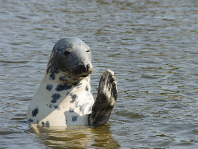 Министерство окружающей среды Эстонии: «Северный поток-2» угрожает тюленям Балтики.