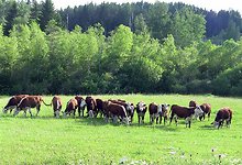 Maaleht: Швейцарцы начнут закупать в Эстонии лучшие куски телятины.