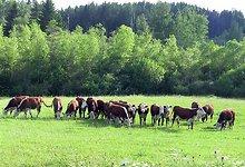 Maaleht: Швейцарцы начнут закупать в Эстонии лучшие куски телятины